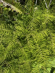 Gleichenia dicarpa
