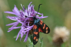 Zygaena filipendulae