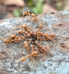 Oecophylla smaragdina