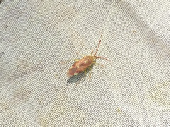 Pantilius tunicatus