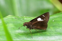 Notocrypta curvifascia