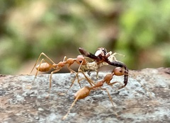 Oecophylla smaragdina