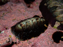 Onithochiton quercinus