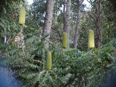 Banksia grandis