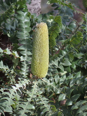 Banksia grandis