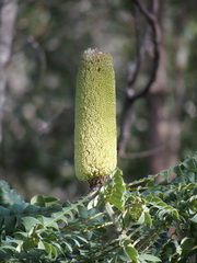 Banksia grandis