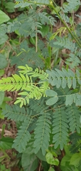 Leucaena leucocephala