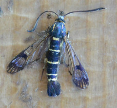 Synanthedon tipuliformis