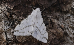 Spilosomina