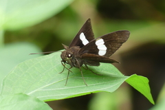 Notocrypta paralysos