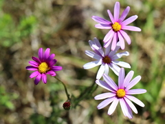 Senecio arenarius