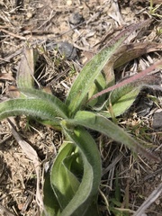 Hypoxis villosa