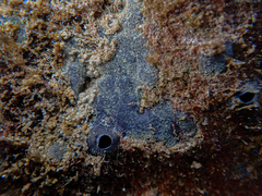 Porifera