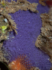 Porifera