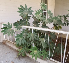 Fatsia japonica