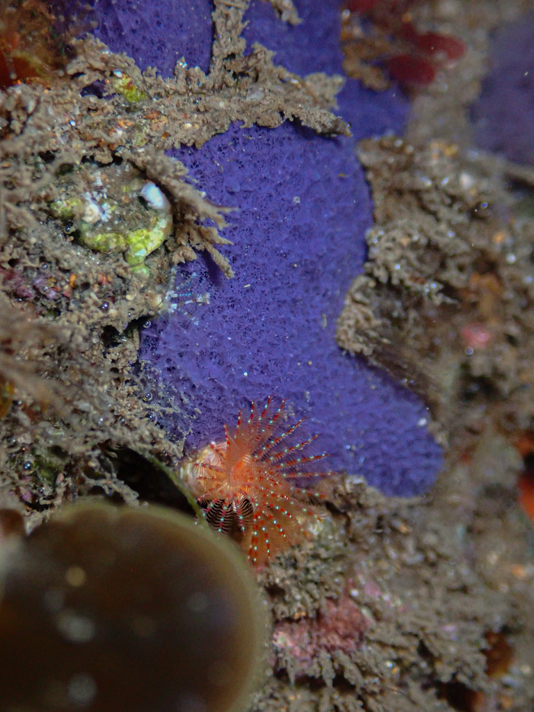 Sponges from Norah Head NSW, Australia on September 25, 2022 at 0323