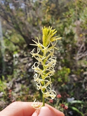 Tripterococcus brunonis