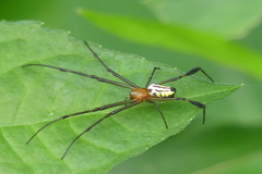 Leucauge tessellata