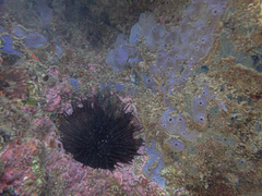 Heliocidaris erythrogramma