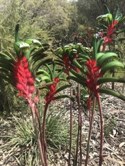 Anigozanthos manglesii