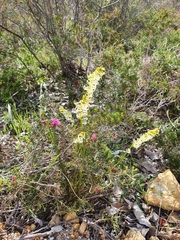 Tripterococcus brunonis