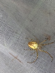 Metellina segmentata