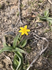 Hypoxis villosa