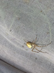 Metellina segmentata