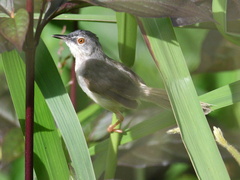 Prinia flaviventris