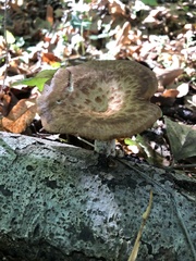 Cerioporus squamosus