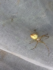 Metellina segmentata