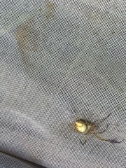 Metellina segmentata