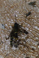 Synanthedon andrenaeformis