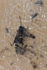 Synanthedon