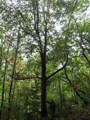 Karpatiosorbus hybrida