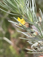 Aspalathus florifera