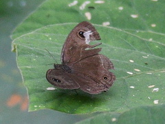 Ypthima huebneri