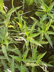 Persicaria hydropiperoides