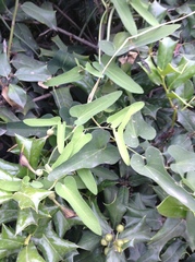 Aristolochia debilis