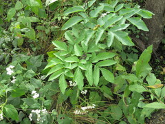 Angelica atropurpurea