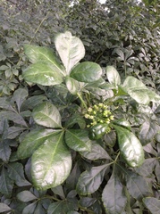 Eleutherococcus nodiflorus