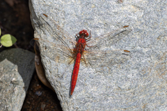 Diplacodes haematodes