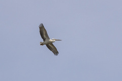 Pelecanus rufescens