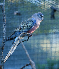Neophema bourkii