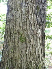 Karpatiosorbus hybrida