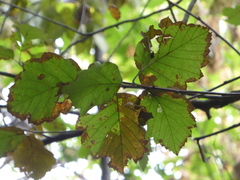 Karpatiosorbus hybrida