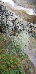 Usnea dasopoga