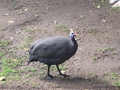 Numida meleagris coronatus