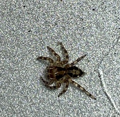 Plexippus petersi