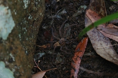 Heteropoda distincta